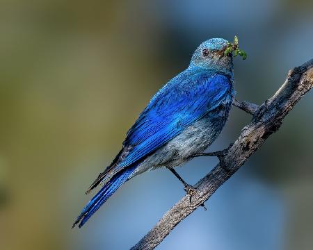 Mountain bluebird