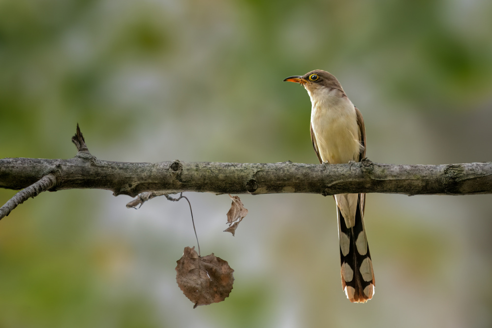 Yellow billed cuckoo from Jian Xu
