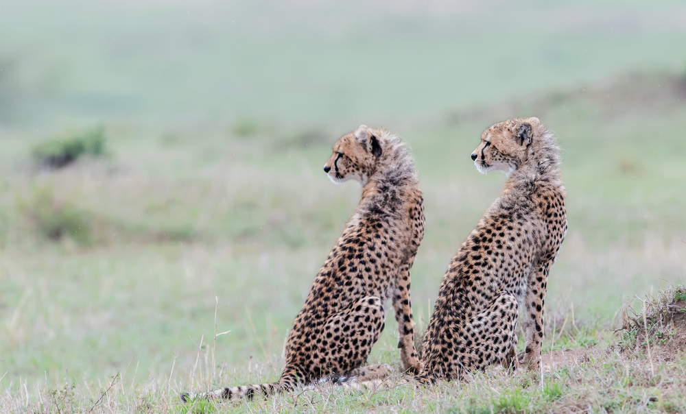 Cheetah brothers from Jie Fischer