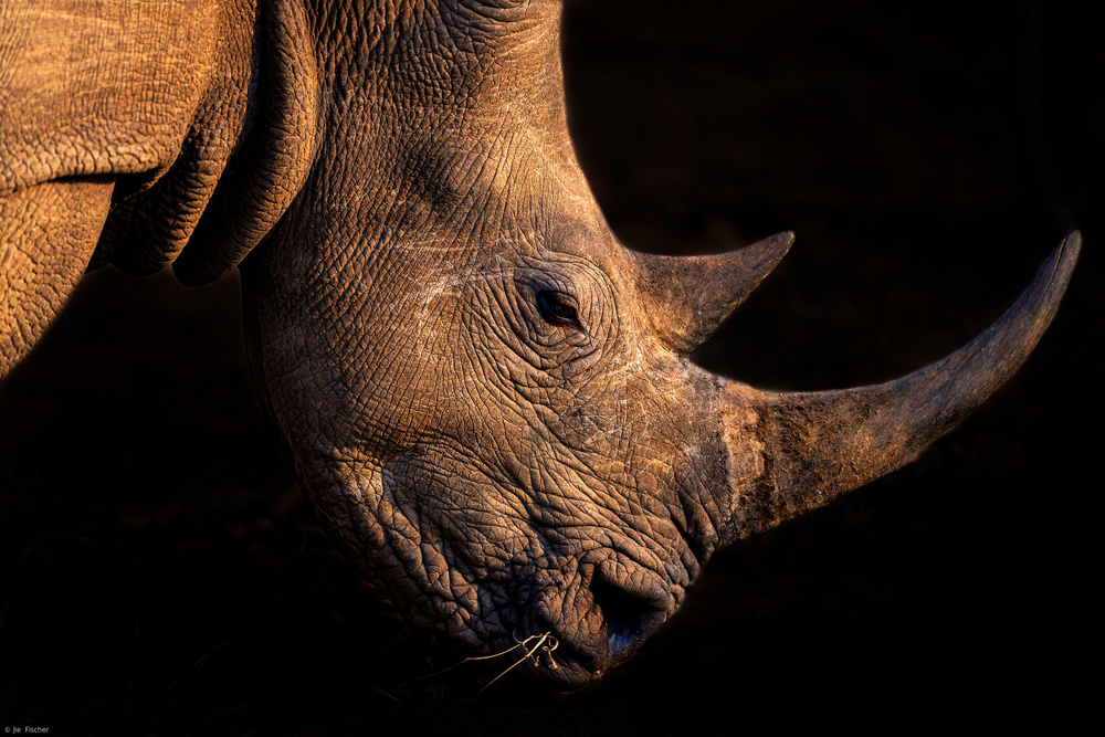 Rhinoceros from Jie Fischer