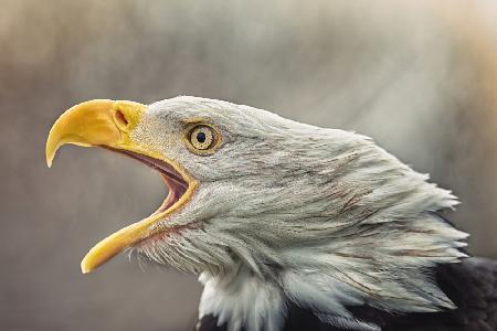 The bald eagle (Haliaeetus leucocephalus)
