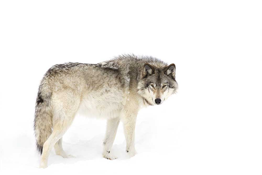 Canadian Timber wolf walking through the snow from Jim Cumming