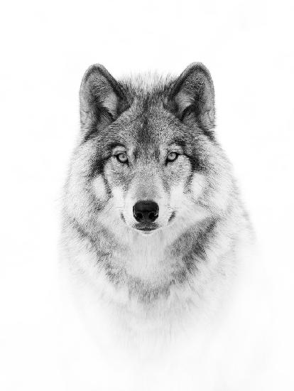 Portrait of a Timber Wolf