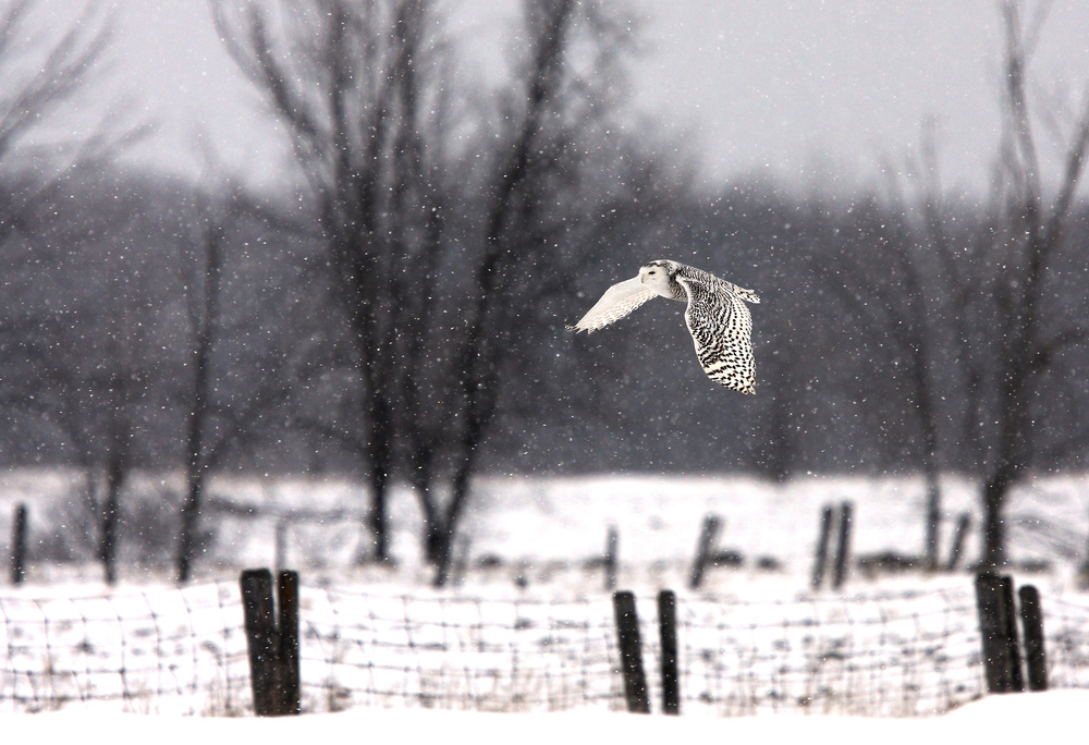 Snowy Owl flying through the snow from Jim Cumming