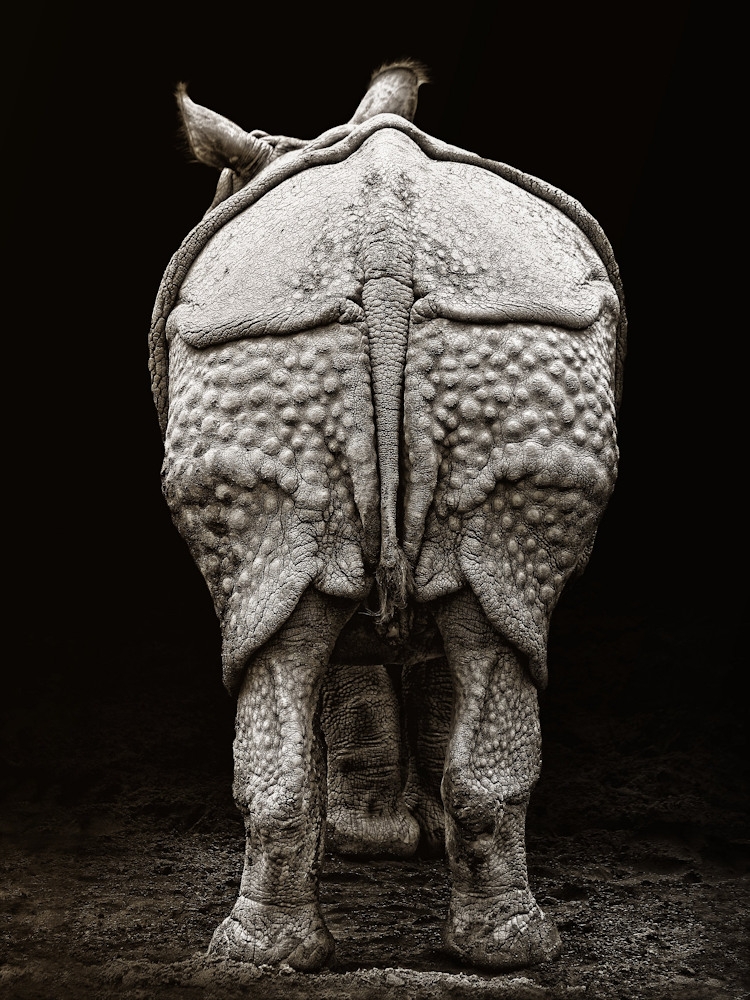 Rhino buttocks from Jimmy Hoffman