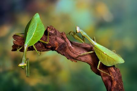 Peruvian leaf mantis