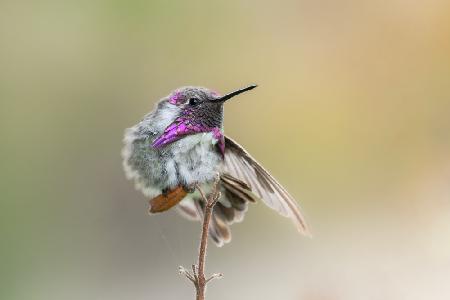 Costas Hummingbird Stretch