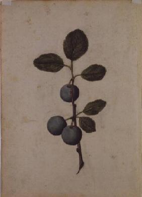 Damson: Prunus domestica