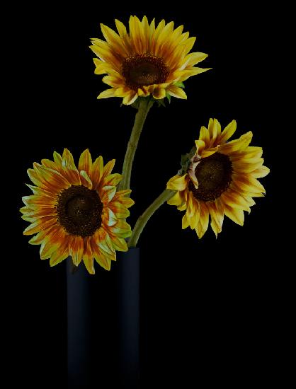 Sunflowers in Shadows