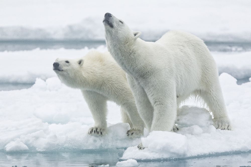Polar bears, mother and son from Joan Gil Raga