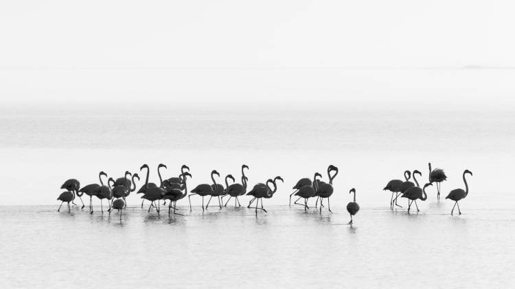 Flamingos from Joan Gil Raga