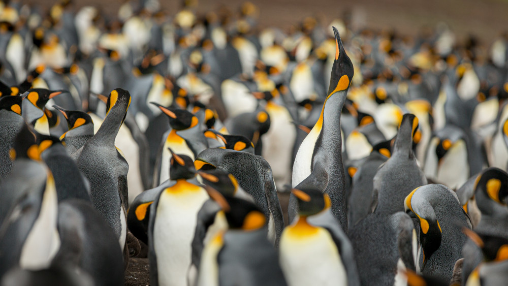 King penguin colony from Joan Gil Raga