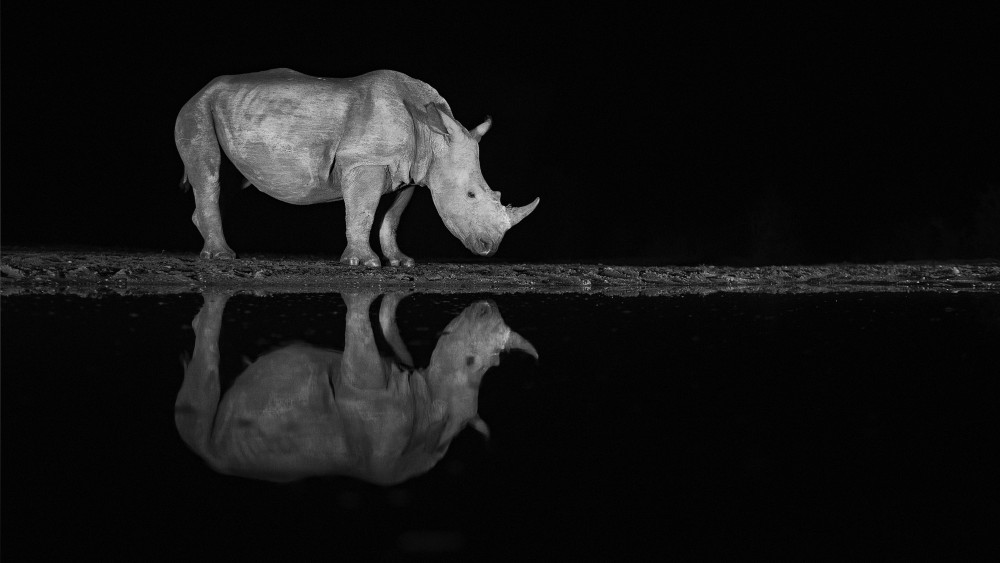 Rhino at night from Joan Gil Raga