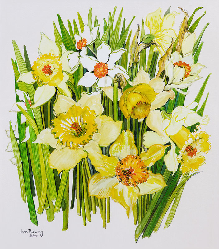 Daffodils and narcissus from Joan  Thewsey