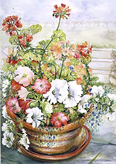 Petunias and Geraniums (w/c on paper)  from Joan  Thewsey