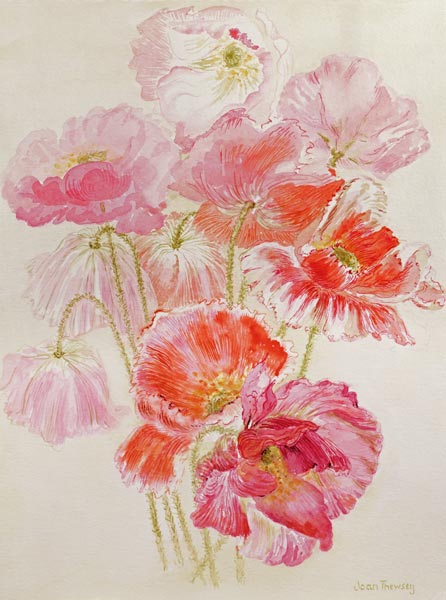 Shirley Poppies (w/c)  from Joan  Thewsey