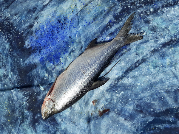 fish on canvas from jocasta shakespeare