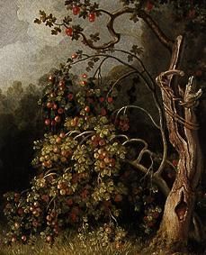Apple tree. from Joh. Heinrich Wilhelm Tischbein