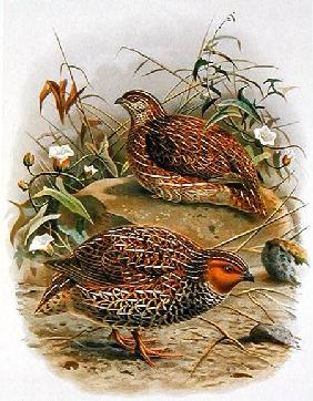 New Zealand Quail, illustration from 'A History of the Birds of New Zealand' by W.L. Buller