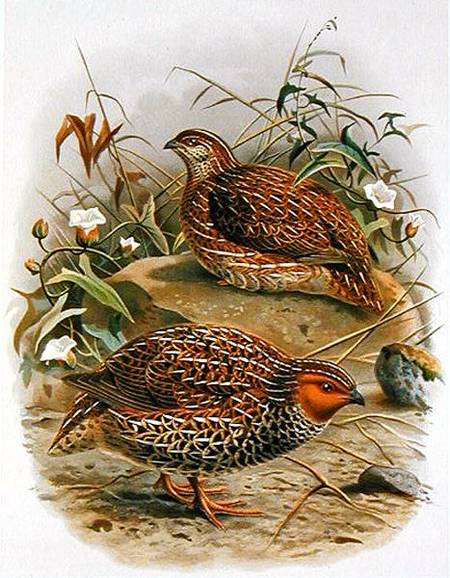 New Zealand Quail, illustration from 'A History of the Birds of New Zealand' by W.L. Buller from Johan Gerard Keulemans