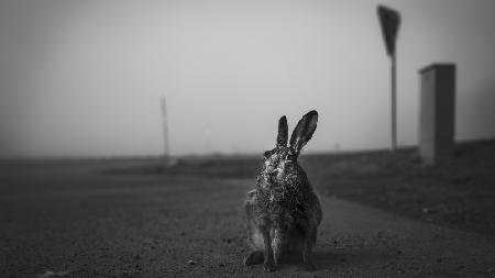 Bruised hare