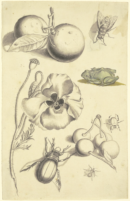 Studienblatt mit einer Mohnblume, Pflaumen, Kirschen, zwei Käfern, einer Fliege, einer Biene und ein from Johann Daniel Bager