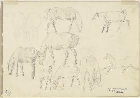 Study sheet: Horses