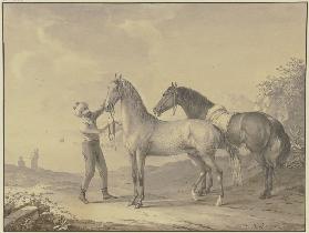 Horses from Tunis