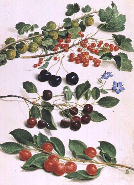 Gooseberries, Cherries and Redcurrants from Johann Jakob Walther
