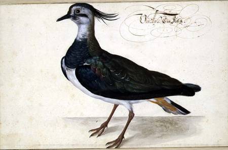 Study of a Lapwing from Johann Jakob Walther