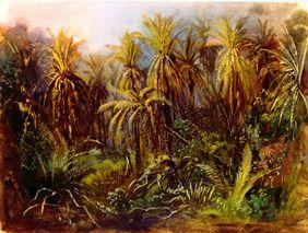 The palm woods at Manzanillo.