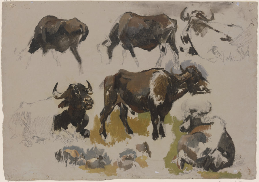 Buffalos and cattle from Johann Nepomuk Rauch