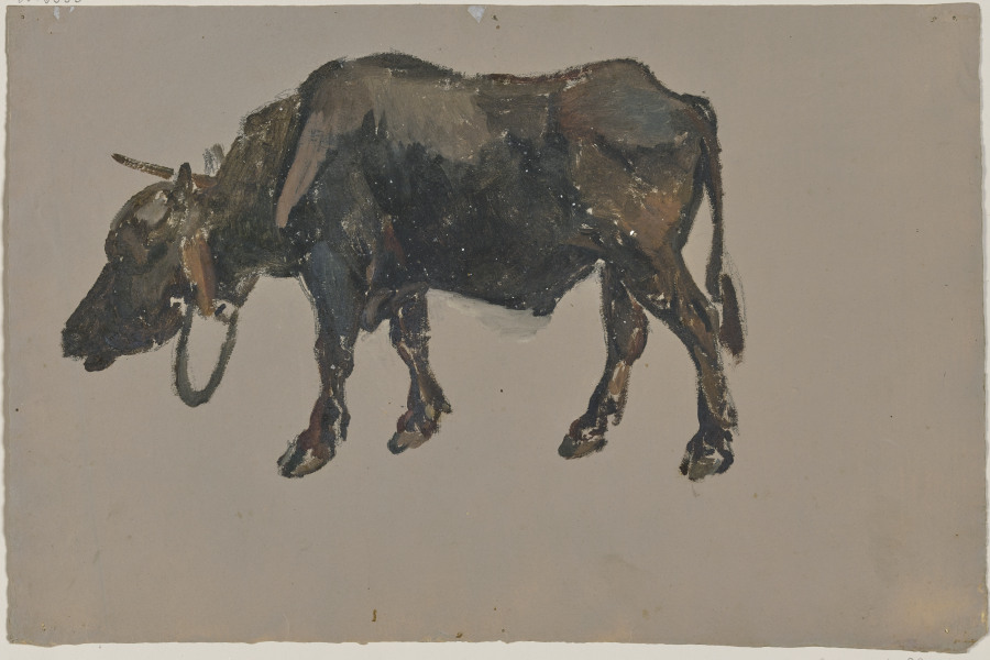 A buffalo from Johann Nepomuk Rauch