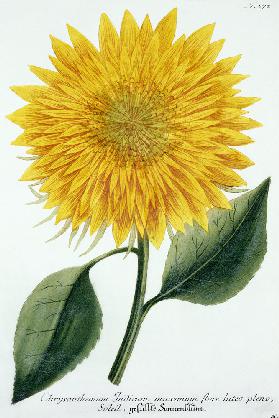 Chrysanthemum Indicum from 'Pythanthoza Iconographica', published in Germany