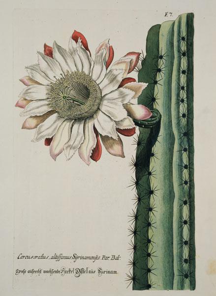 Cereus Erectus Altissimus Syrinamensis from 'Phythanthoza Iconographica' published in Germany