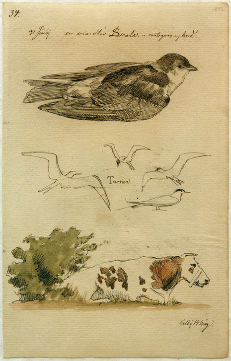 Schwalbe, Seeschwalben, liegende Kuh from Johan Thomas Lundbye