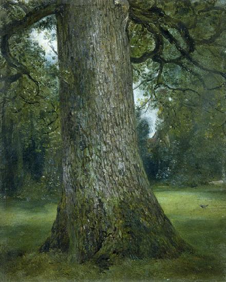 Study of the Trunk of an Elm Tree