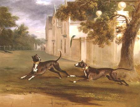 The Earl of Brownlow's two Bull Terriers, 'Nelson' and 'Argo' from John E. Ferneley d.J.