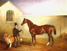 Mr Meakin holding Sir Robert Peel's Chestnut Hunter with his dogs 'Hector' and 'Jem'