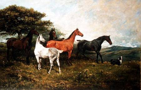 Mares and Foal with a Sheepdog from John Emms