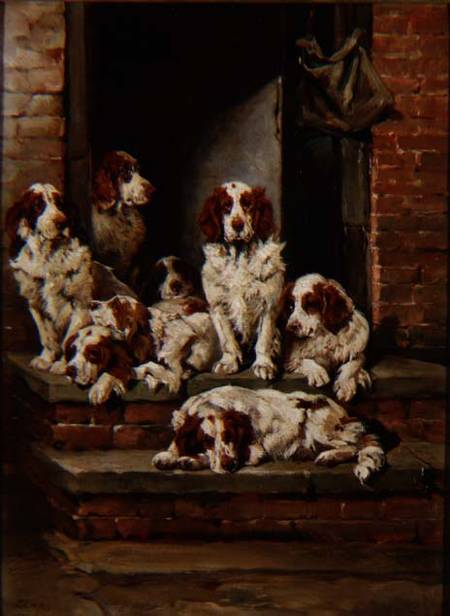 Spaniels Galore from John Emms