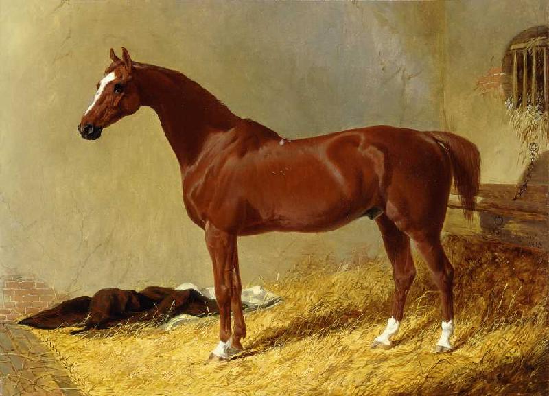 Ein rotbraunes Rennpferd in einem Stall from John Frederick Herring d.Ä.