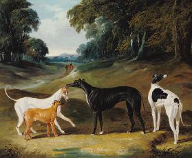 Greyhounds, 'Spot', 'Skylark', 'Nettle' and 'Sky'