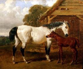 A Mare and Foal before a Barn