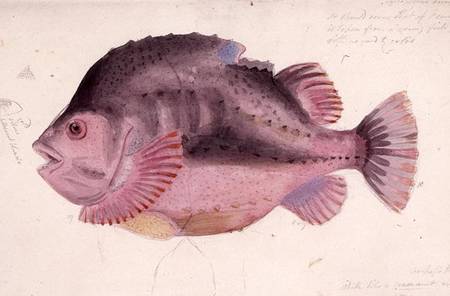 Fish from John George Sowerby