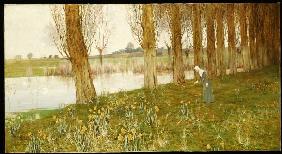 Poplars and narcissi at a channel