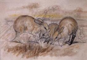 Pig-Footed Bandicoot (pencil and chalk)
