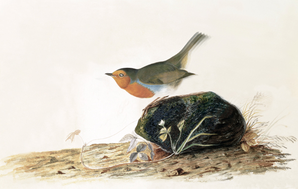 A Robin Perched on a Mossy Stone from John James Audubon