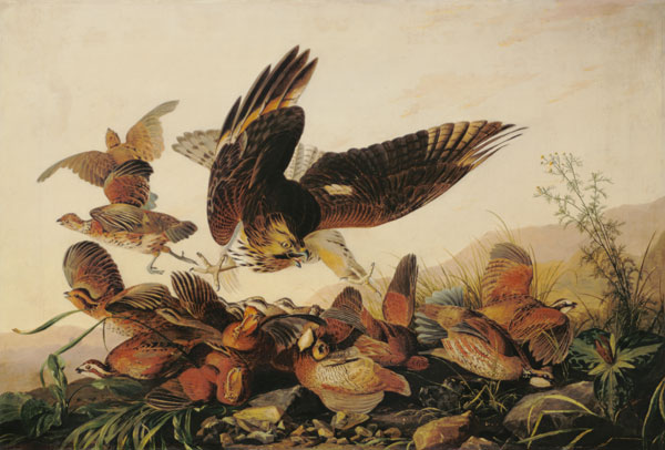 Red-Shouldered Hawk Attacking Bobwhite Partridges from John James Audubon