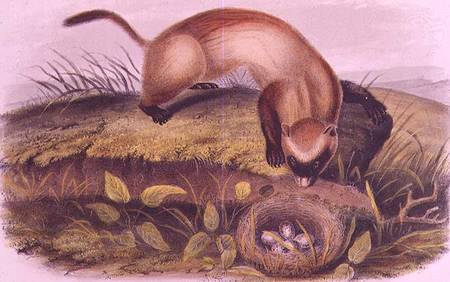 Black-footed Ferret from Quadrupeds of North America (1842-5) from John James Audubon